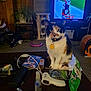 calico, carpet, cat, cat_collar, cat_tag, cat_toys, coffee_table, curtains, furniture, household_items, indoor, living_room, notebook, pen, plant, remote_control, sports, spray_bottle, television, window