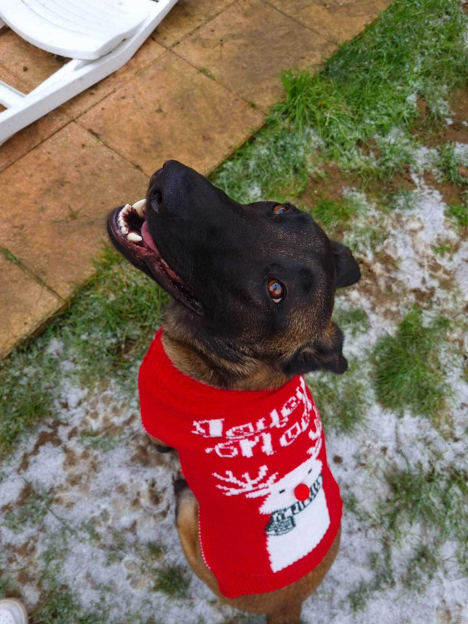 Kyara a rejoint le concours — aidez-le/la à gagner de superbes lots ! canidae, carnivore, collar, companion_dog, dog, dog_breed, dog_clothes, dog_collar, dog_supply, fashion_accessory, fawn, fur, grass, leash, liver, pet_supply, snout, sporting_group, tail, working_animal