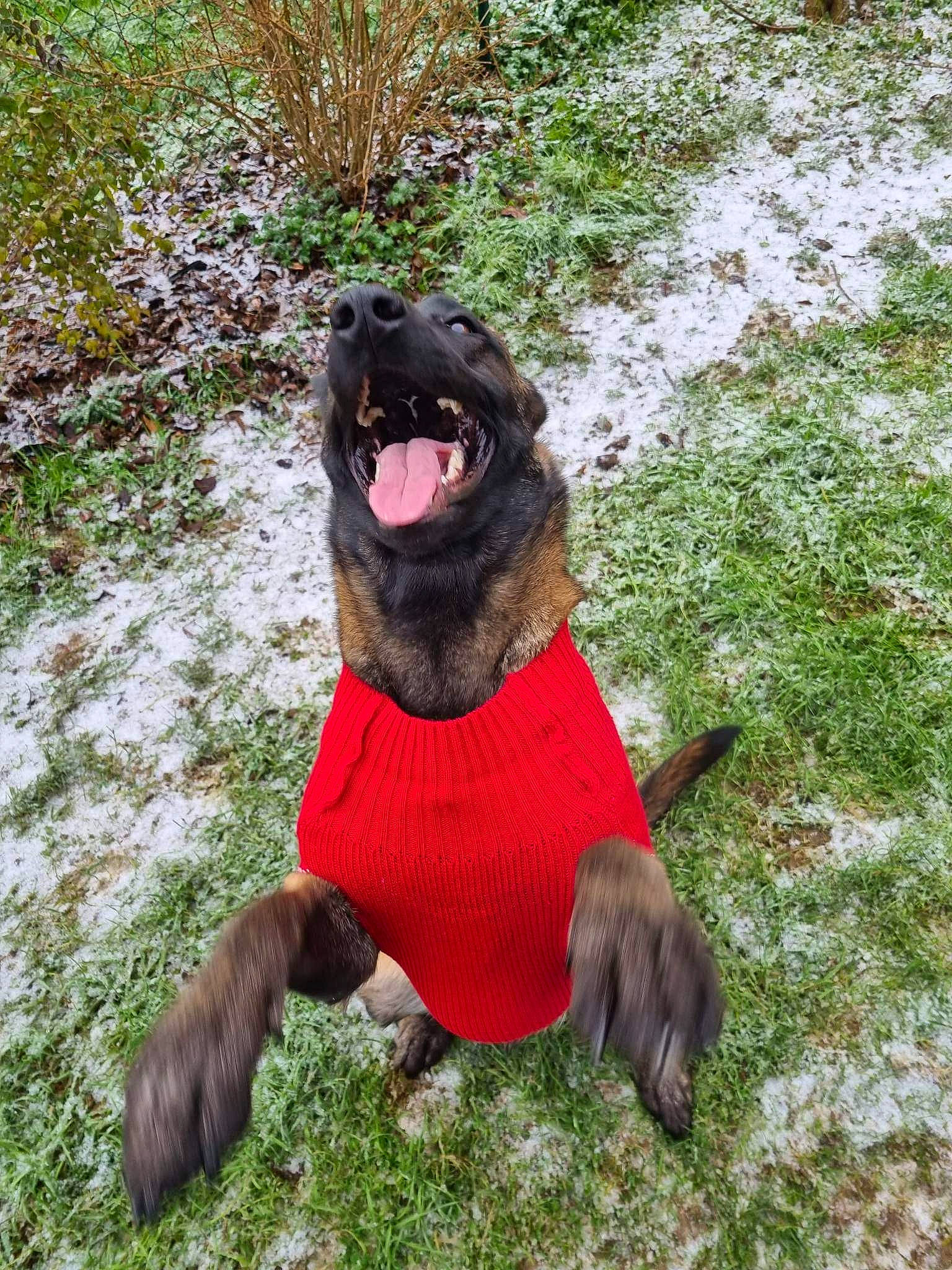 Kyara participe au concours pour gagner de l'argent avec cette photo : canidae, carnivore, collar, companion_dog, dog, dog_breed, dog_collar, dog_supply, fang, fur, grass, liver, non_sporting_group, paw, plant, snout, sporting_group, tail, terrestrial_animal, working_animal