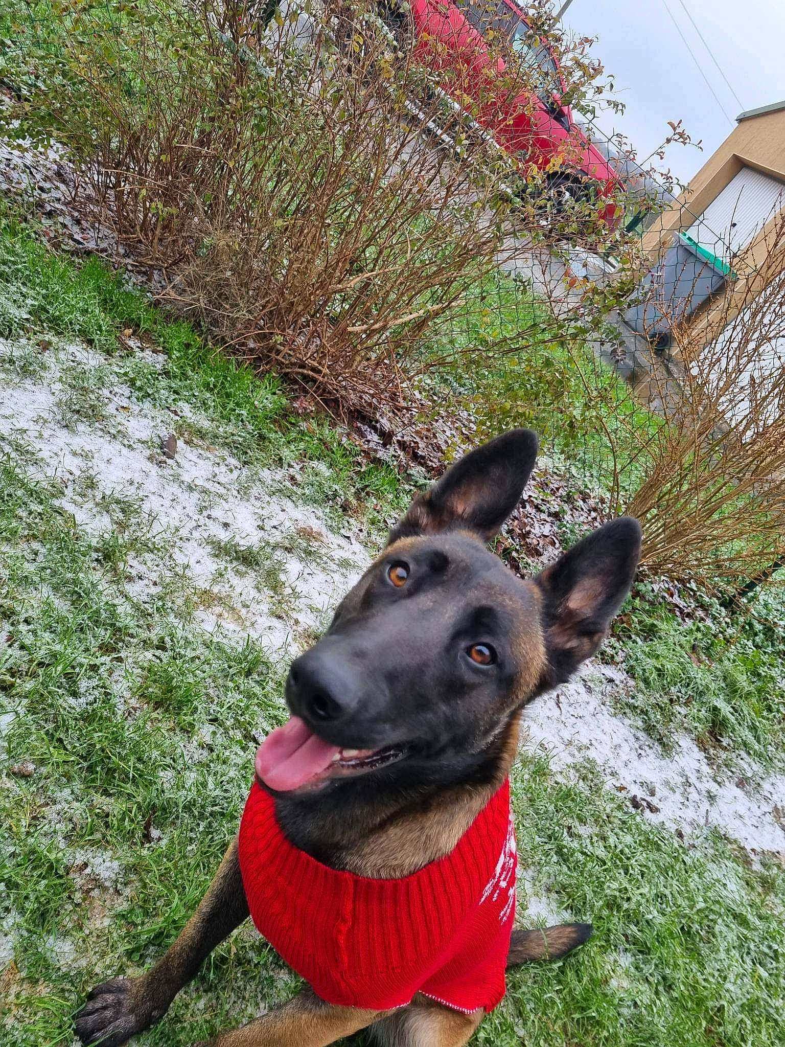 Kyara participe au concours pour gagner de l'argent avec cette photo : carnivore, collar, companion_dog, dog, dog_breed, dog_collar, dog_supply, east_european_shepherd, fashion_accessory, fawn, german_shepherd_dog, grass, herding_dog, plant, sky, snout, sporting_group, tree, window, working_animal