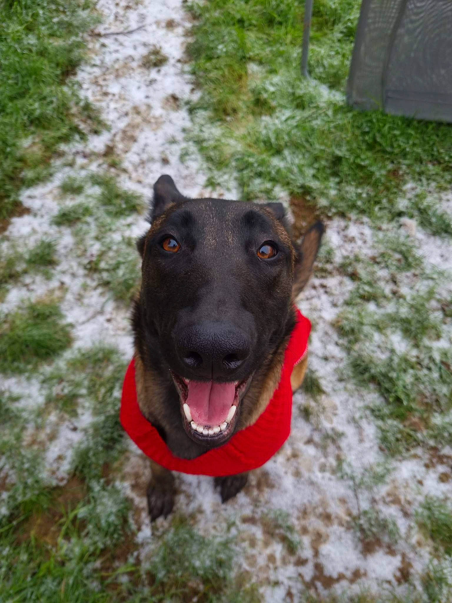 Kyara participe au concours pour gagner de l'argent avec cette photo : borador, carnivore, collar, companion_dog, dog, dog_breed, dog_collar, dog_supply, fawn, grass, guard_dog, hunting_dog, pack_animal, plant, snow, terrestrial_animal, whiskers, winter, working_animal, working_dog