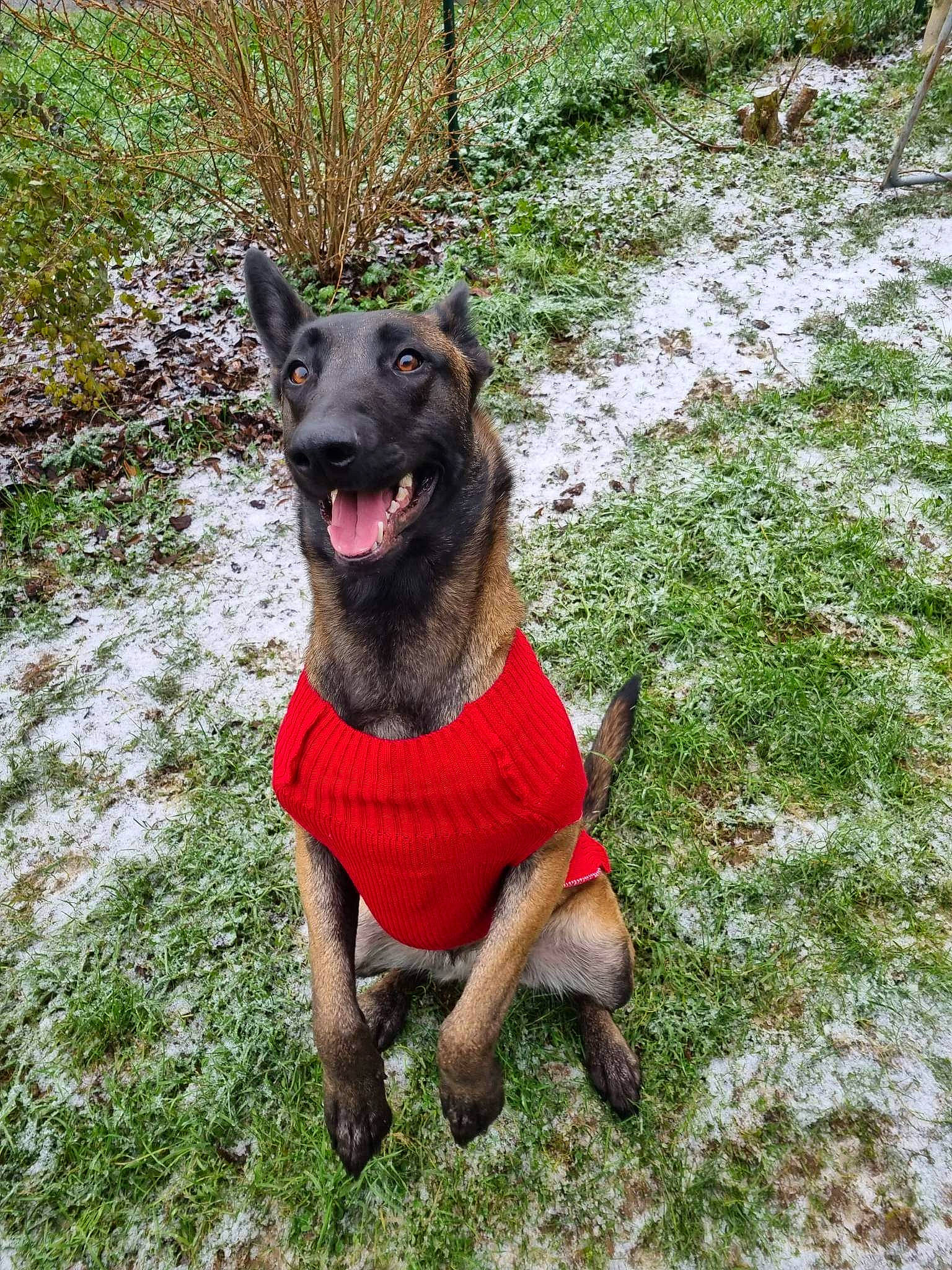 Kyara a rejoint le concours — aidez-le/la à gagner de superbes lots ! canidae, carnivore, collar, companion_dog, dog, dog_breed, dog_collar, dog_supply, fang, fur, grass, guard_dog, hunting_dog, plant, snout, sporting_group, tail, terrestrial_animal, working_animal, working_dog