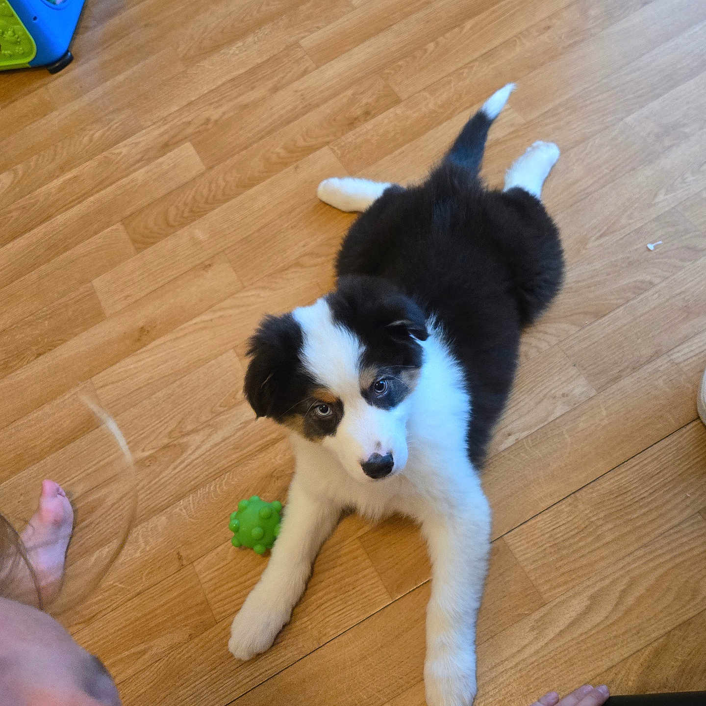 Aïko a rejoint le concours — aidez-le/la à gagner de superbes lots ! animal, black_and_white, child, curious, cute, dog, floor, foot, fur, green_toy, hand, indoor, laying_down, looking_up, pet, playful, puppy, toy, wooden_floor, young