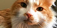 Nelson Benson is registered to the contest to win money with this photo: cat, orange_cat, white_fur, fluffy, long_whiskers, close_up, pet, animal, indoor, portrait, feline, cute, domestic_cat, resting, soft_fur, whiskers, face, ears, nose, eyes