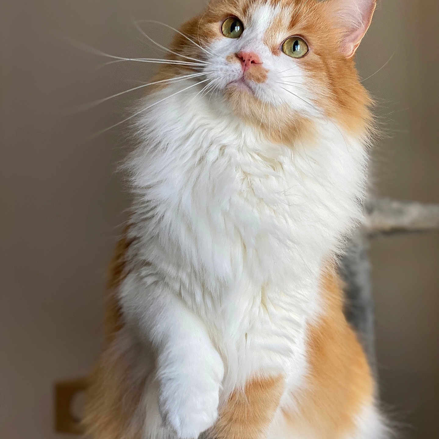 Nelson Benson joined the competition — help win amazing prizes! animal, cat, closeup, curious, cute, domestic_cat, ears, feline, fluffy_fur, furry, indoor, looking_up, orange_cat, paw, pet, portrait, sitting, soft_lighting, whiskers, white_cat
