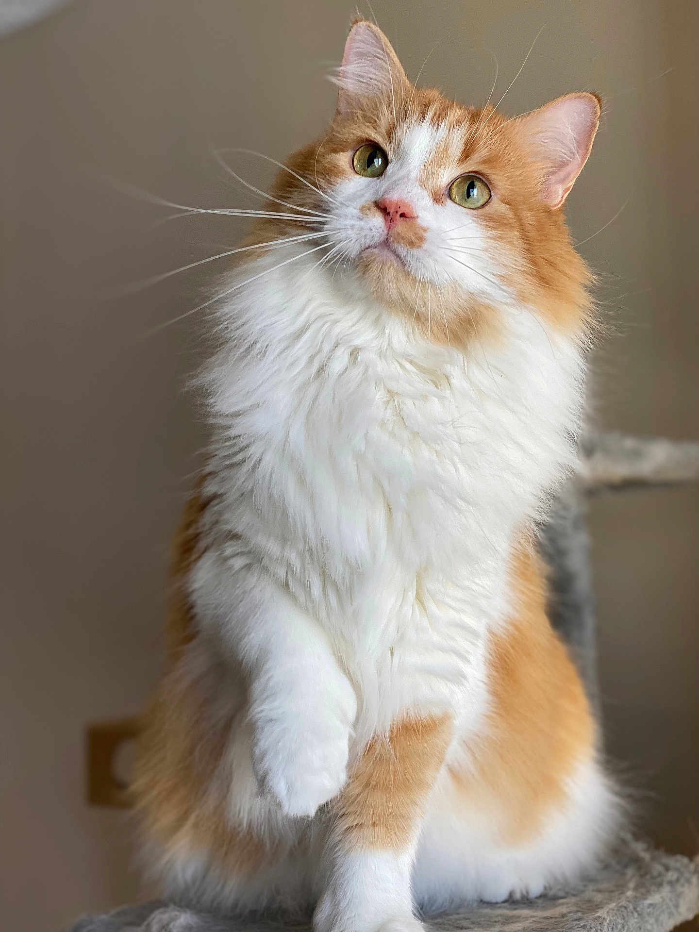 Nelson Benson joined the competition — help win amazing prizes! cat, orange_cat, white_cat, fluffy_fur, pet, domestic_cat, animal, feline, indoor, soft_lighting, curious, sitting, portrait, closeup, whiskers, ears, paw, furry, cute, looking_up