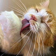 Nelson Benson joined the competition — help win amazing prizes! cat, grooming, tongue, whiskers, close_up, orange_cat, white_fur, pet, animal, feline, cute, soft_fur, relaxed, indoor, face, nose, paw, sleepy, content, fur