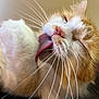 cat, grooming, tongue, whiskers, close_up, orange_cat, white_fur, pet, animal, feline, cute, soft_fur, relaxed, indoor, face, nose, paw, sleepy, content, fur