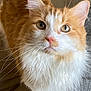 Nelson Benson is registered to the contest to win money with this photo: cat, orange_cat, white_cat, fluffy_fur, whiskers, pet, domestic_cat, curious, close_up, indoor, soft_texture, golden_eyes, feline, animal, cute, alert, mammal, portrait, looking_up, fur