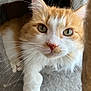 Nelson Benson joined the competition — help win amazing prizes! cat, orange_cat, white_cat, fluffy, whiskers, close_up, pet, feline, curious, green_eyes, cat_tree, cozy, indoor, animal, portrait, cute, paw, fur, nose, ears