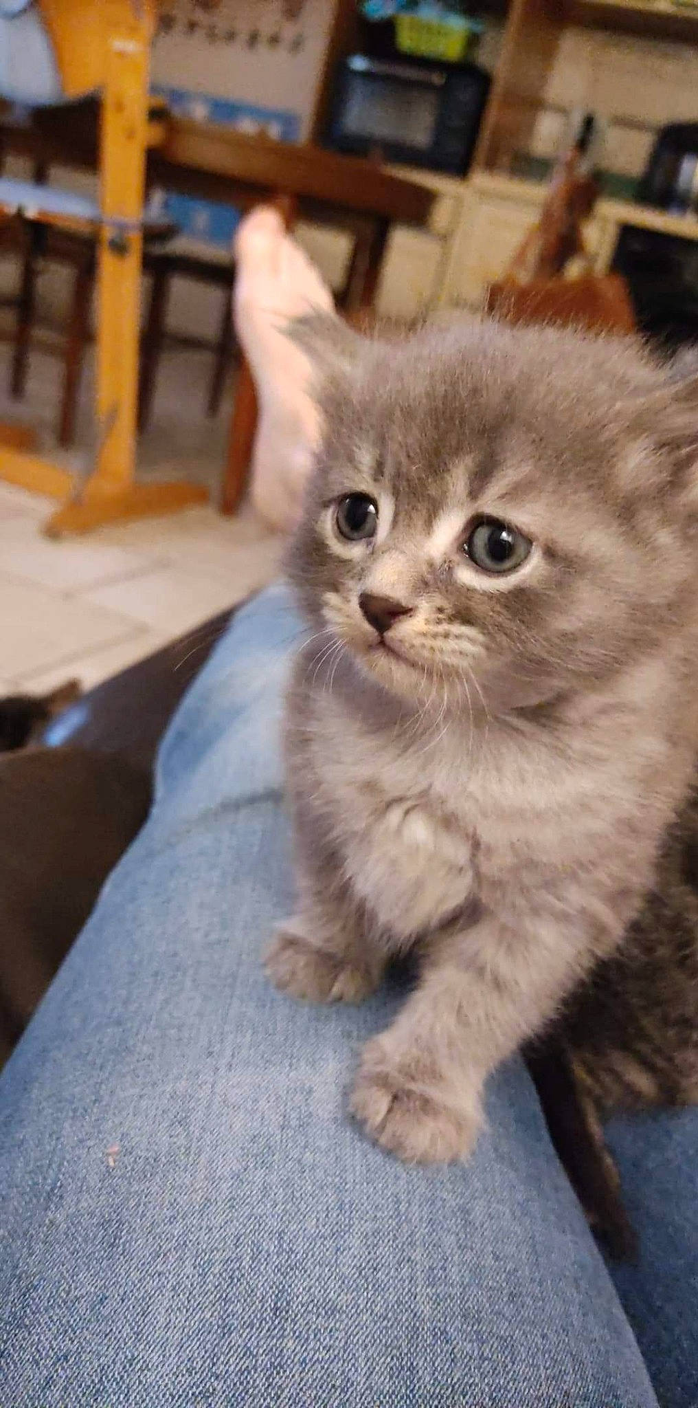 Baguera a rejoint le concours — aidez-le/la à gagner de superbes lots ! carnivore, cat, claw, domestic_short_haired_cat, fawn, felidae, flooring, fur, hardwood, paw, sitting, small_to_medium_sized_cats, snout, tail, terrestrial_animal, whiskers, wood