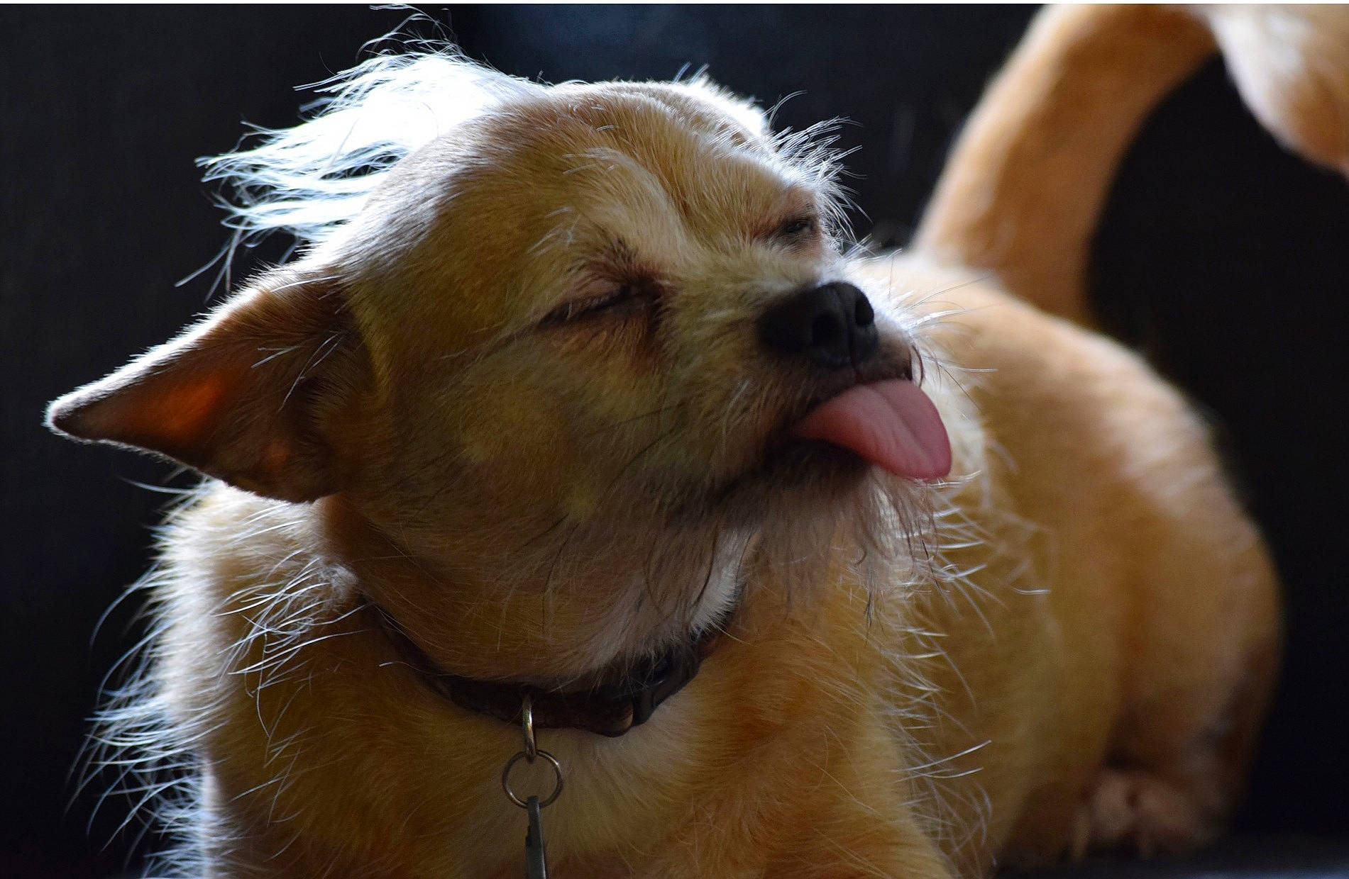 Joe joined the competition — help win amazing prizes! carnivore, companion_dog, dog, dog_breed, ear, fawn, fur, liver, non_sporting_group, paw, pomeranian, puppy, snout, spitz, terrestrial_animal, toy_dog, whiskers, working_animal