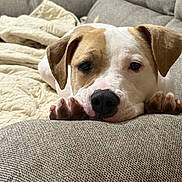 Daisy is registered to the contest to win money with this photo: dog, puppy, couch, blanket, paw, nose, eyes, indoor, pet, resting, closeup, home, upholstery, sleepy, brown_and_white, short_hair, portrait, cozy, furniture, relaxed
