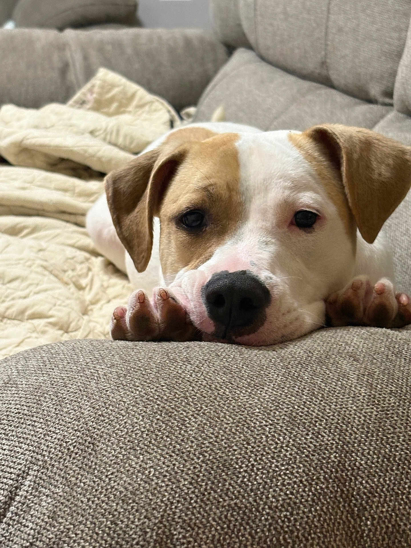 Daisy is registered to the contest to win money with this photo: dog, puppy, couch, blanket, paw, nose, eyes, indoor, pet, resting, closeup, home, upholstery, sleepy, brown_and_white, short_hair, portrait, cozy, furniture, relaxed