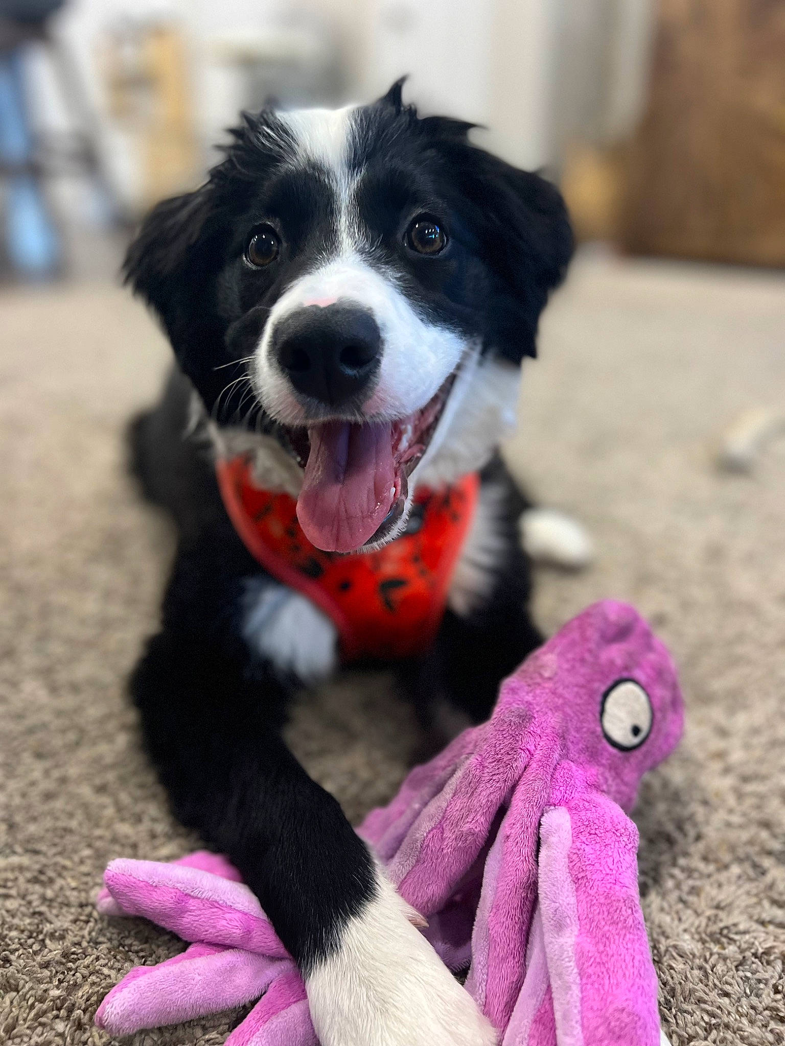 Bailee is registered to the contest to win money with this photo: australian_collie, border_collie, bow_tie, canidae, carnivore, collar, companion_dog, dog, dog_breed, dog_collar, dog_supply, fashion_accessory, fur, glove, herding_dog, plant, snout, tail, toy, whiskers