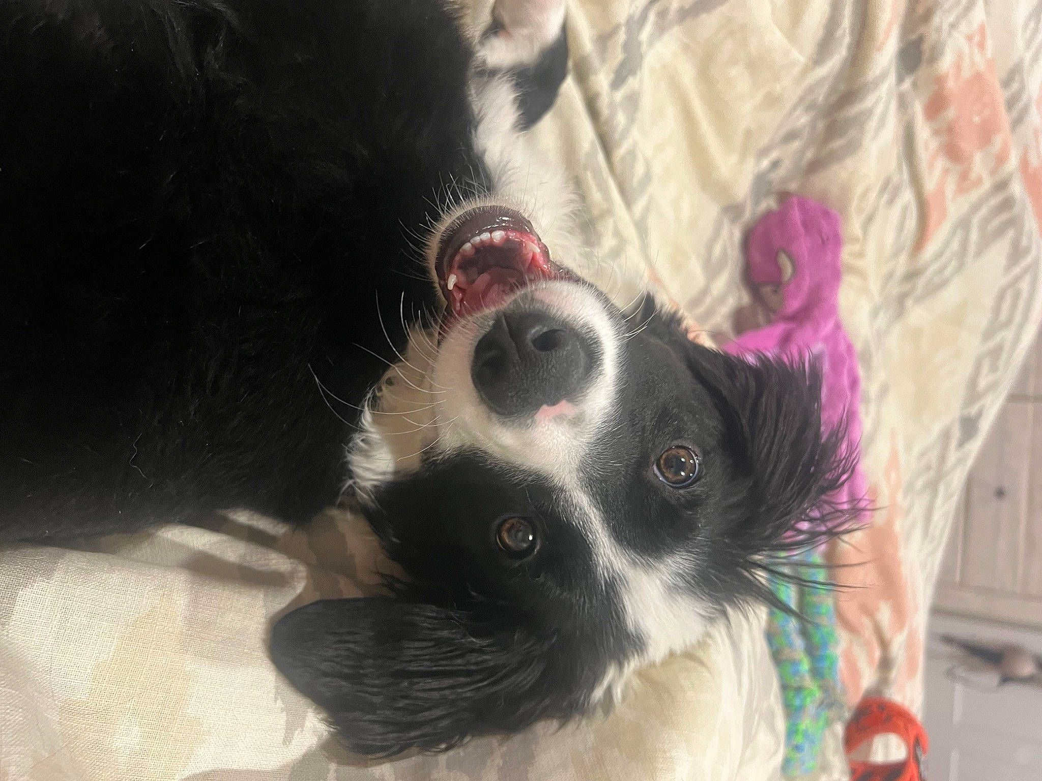 Bailee is registered to the contest to win money with this photo: canidae, carnivore, collar, companion_dog, dog, dog_breed, dog_collar, dog_supply, ear, fawn, fur, liver, magenta, pet_supply, snout, sporting_group, tail, toy_dog, whiskers, working_animal