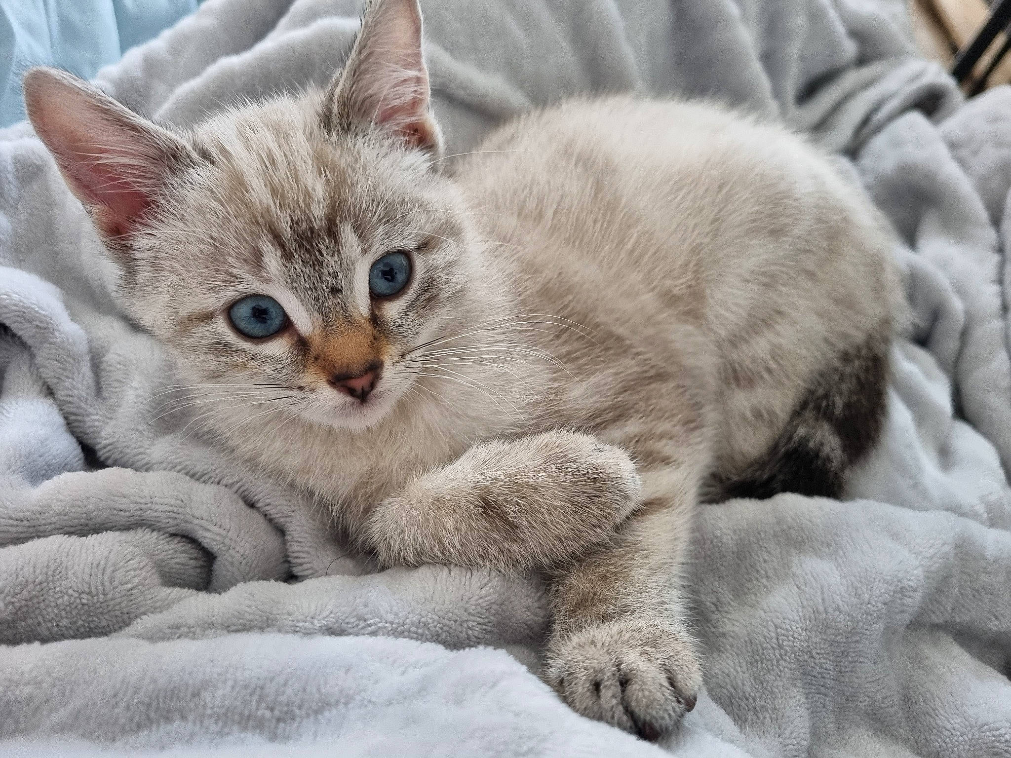 Neige a rejoint le concours — aidez-le/la à gagner de superbes lots ! carnivore, cat, cat_supply, claw, comfort, domestic_short_haired_cat, felidae, fur, paw, small_to_medium_sized_cats, snout, tail, whiskers