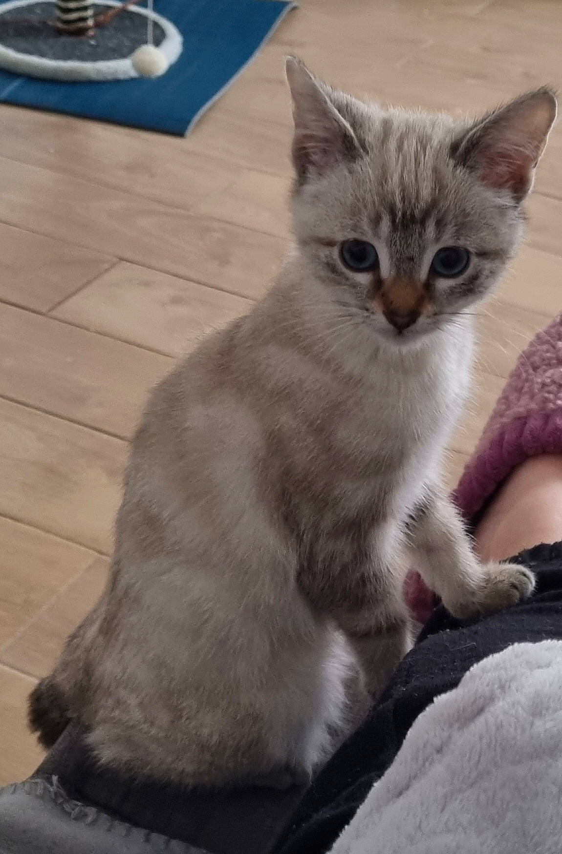 Neige participe au concours pour gagner de l'argent avec cette photo : carnivore, cat, claw, comfort, domestic_short_haired_cat, door, eye, fawn, felidae, fur, grey, hardwood, paw, sitting, small_to_medium_sized_cats, snout, tail, terrestrial_animal, whiskers, window