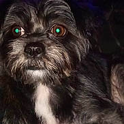 Winnie joined the competition — help win amazing prizes! dog, close_up, brown_eyes, black_fur, white_chest, pet, animal, indoor, flash, curious, fur, muzzle, whiskers, nose, portrait, canine, companion, cute, face, looking