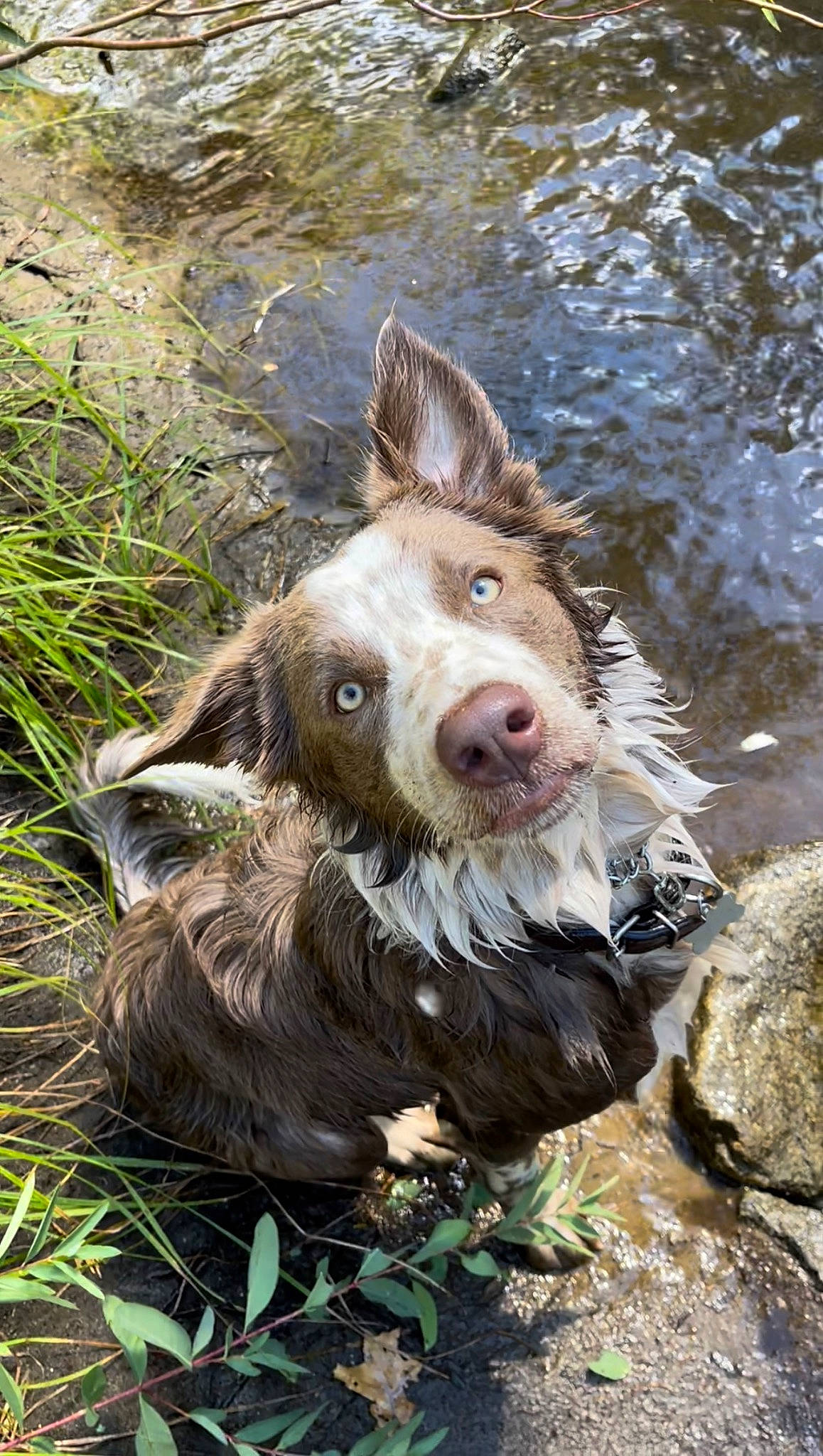 Cutter joined the competition — help win amazing prizes! canidae, carnivore, companion_dog, dog, dog_breed, fang, fawn, fur, grass, herding_dog, liver, snout, soil, sporting_group, suidae, terrestrial_animal, water, wildlife, working_animal, working_dog