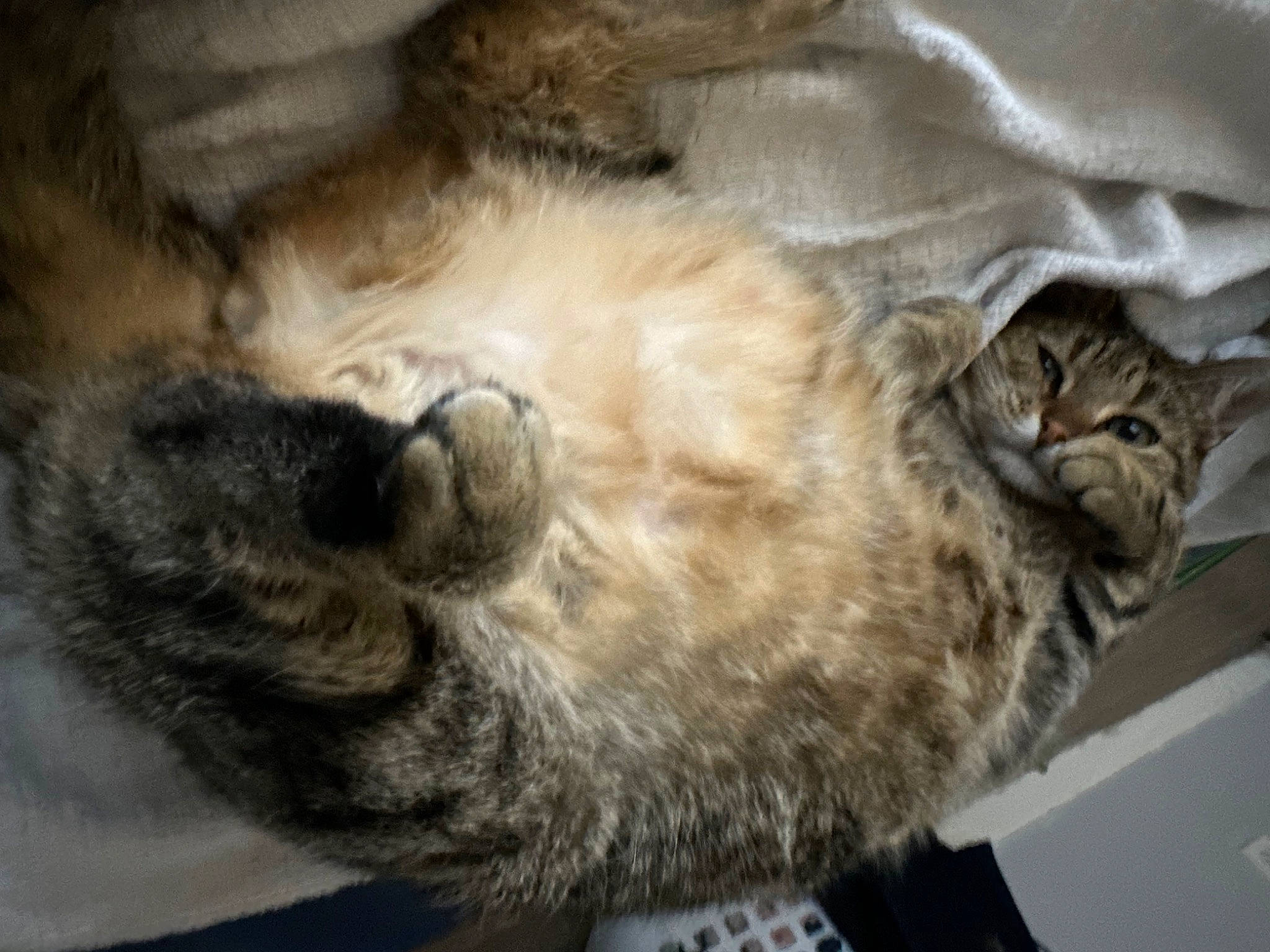 Zipper is registered to the contest to win money with this photo: carnivore, cat, claw, comfort, domestic_short_haired_cat, felidae, fur, nap, paw, sleep, small_to_medium_sized_cats, snout, tail, terrestrial_animal, whiskers