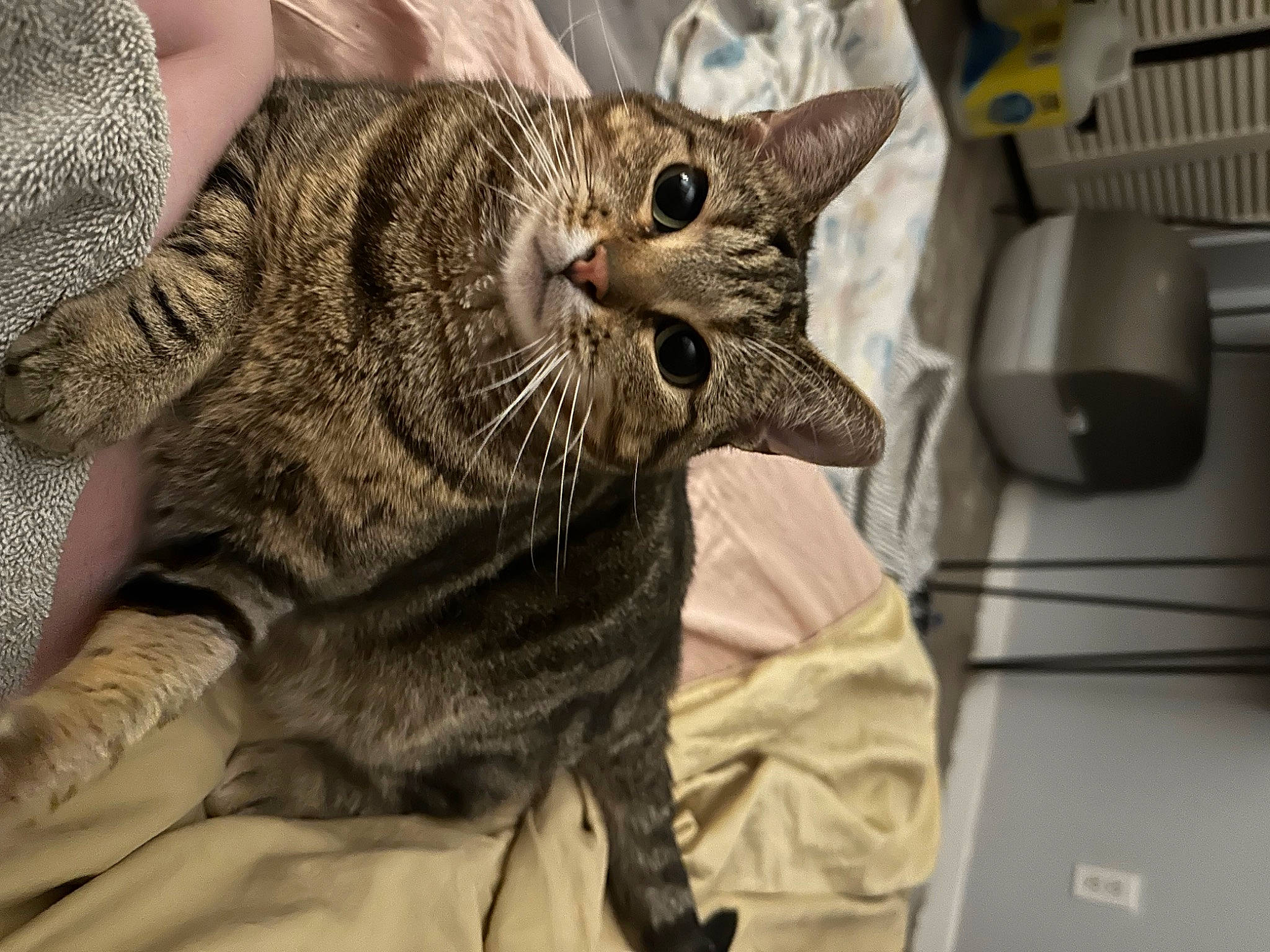 Zipper is registered to the contest to win money with this photo: carnivore, cat, claw, comfort, domestic_short_haired_cat, felidae, fur, kitchen_appliance, nap, paw, small_to_medium_sized_cats, snout, tail, whiskers