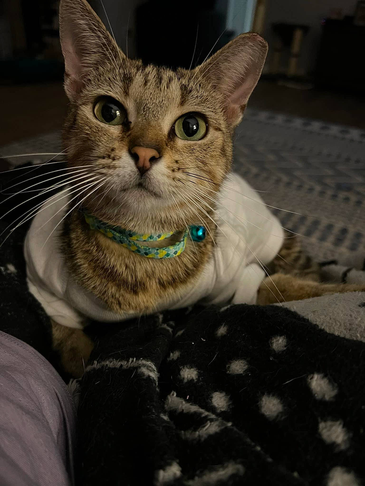 Zipper is registered to the contest to win money with this photo: carnivore, cat, claw, collar, comfort, domestic_short_haired_cat, event, felidae, fur, pattern, paw, sitting, small_to_medium_sized_cats, snout, terrestrial_animal, whiskers