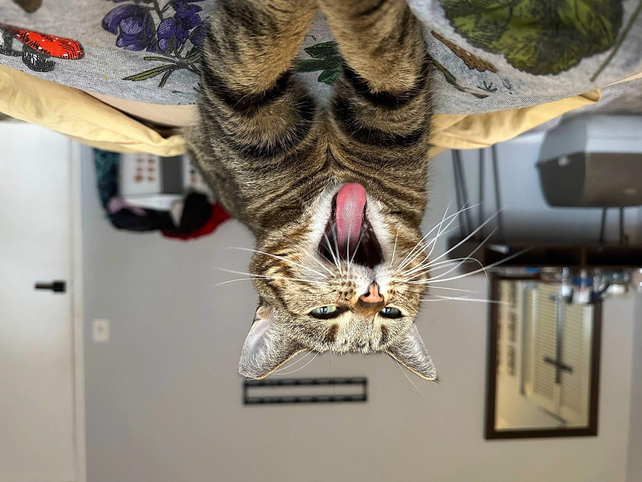 Zipper is registered to the contest to win money with this photo: beard, carnivore, cat, claw, domestic_short_haired_cat, fawn, felidae, foot, fur, gesture, human_body, jaw, leg, organism, paw, small_to_medium_sized_cats, snout, sporting_group, tail, whiskers