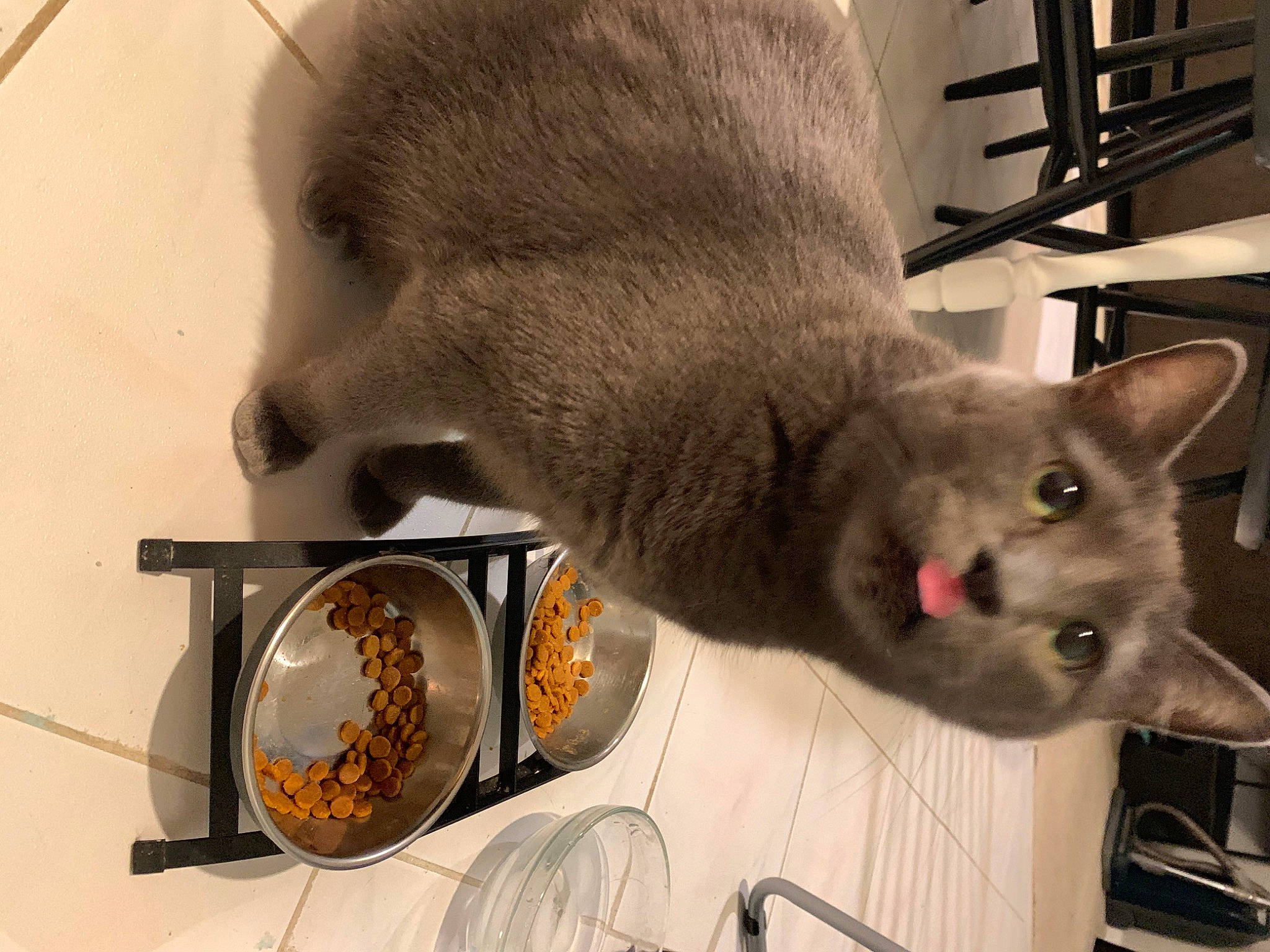 Gracie is registered to the contest to win money with this photo: carnivore, cat, cat_supply, comfort_food, domestic_short_haired_cat, fawn, felidae, fur, kitchen_appliance, kitchen_utensil, paw, pet_supply, russian_blue, small_to_medium_sized_cats, snout, tableware, tail, whiskers, window