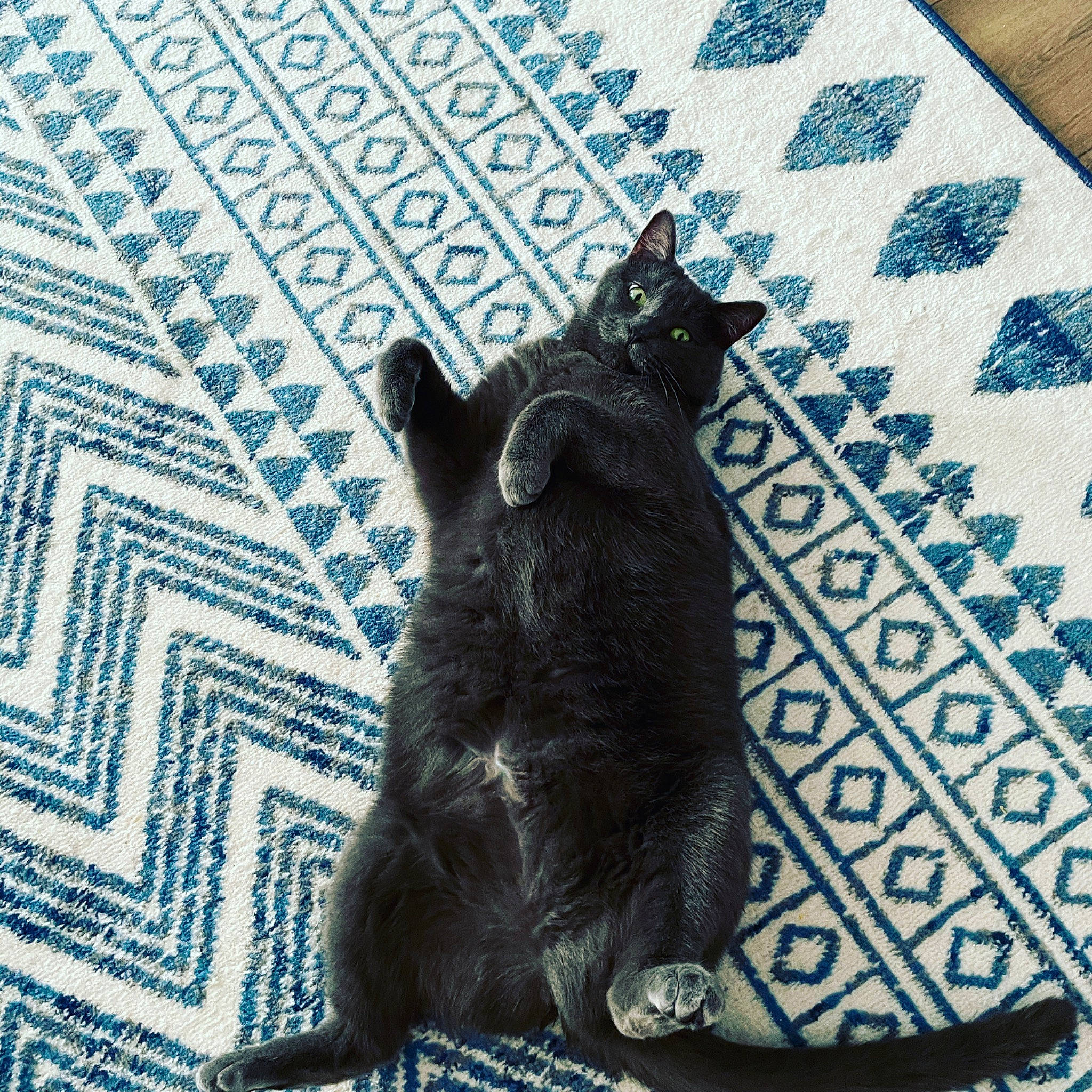 Gracie joined the competition — help win amazing prizes! azure, black_cat, blue, bombay, carnivore, cat, comfort, dog_breed, domestic_short_haired_cat, electric_blue, felidae, flooring, fur, grey, linens, pattern, small_to_medium_sized_cats, snout, tail, whiskers