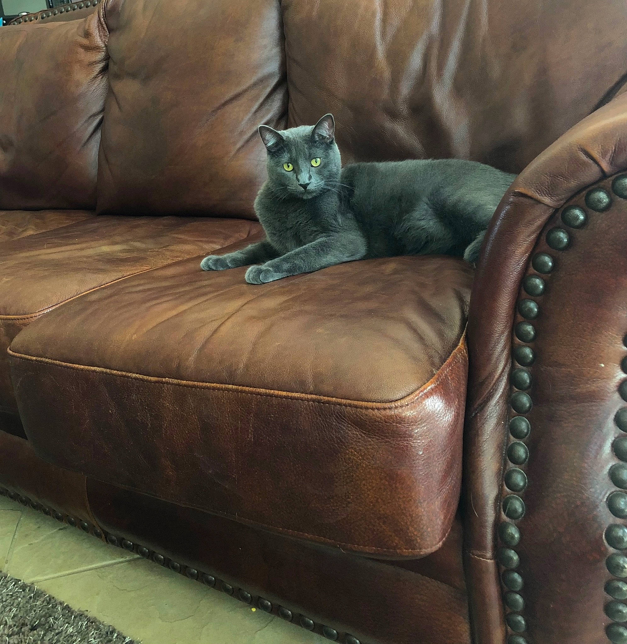 Gracie is registered to the contest to win money with this photo: brown, carnivore, cat, comfort, couch, electric_blue, felidae, flooring, furniture, grey, hardwood, living_room, pillow, rectangle, room, small_to_medium_sized_cats, studio_couch, throw_pillow, whiskers, wood