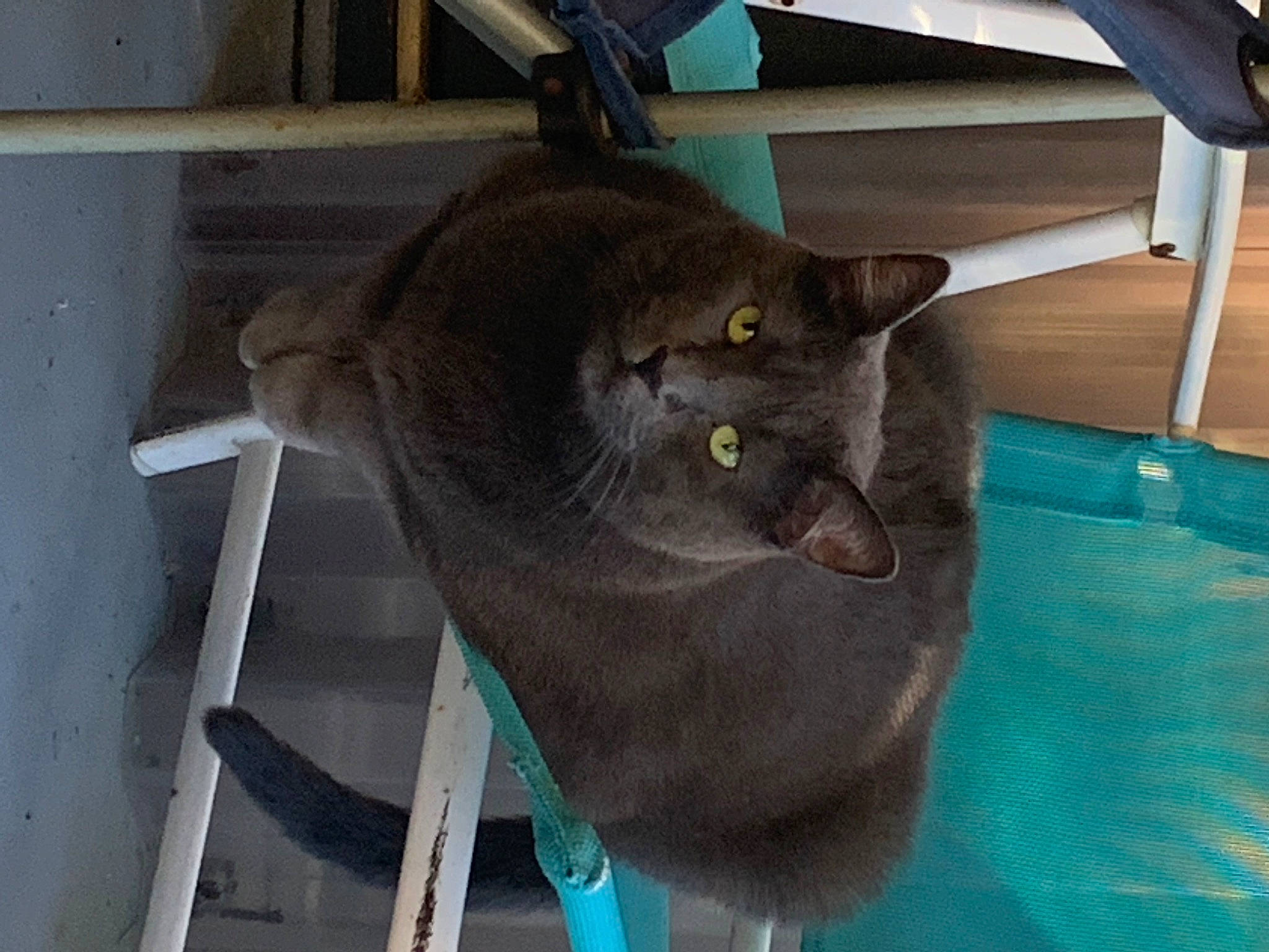 Gracie is registered to the contest to win money with this photo: carnivore, cat, chair, domestic_short_haired_cat, fawn, felidae, russian_blue, small_to_medium_sized_cats, table, tail, whiskers, wood