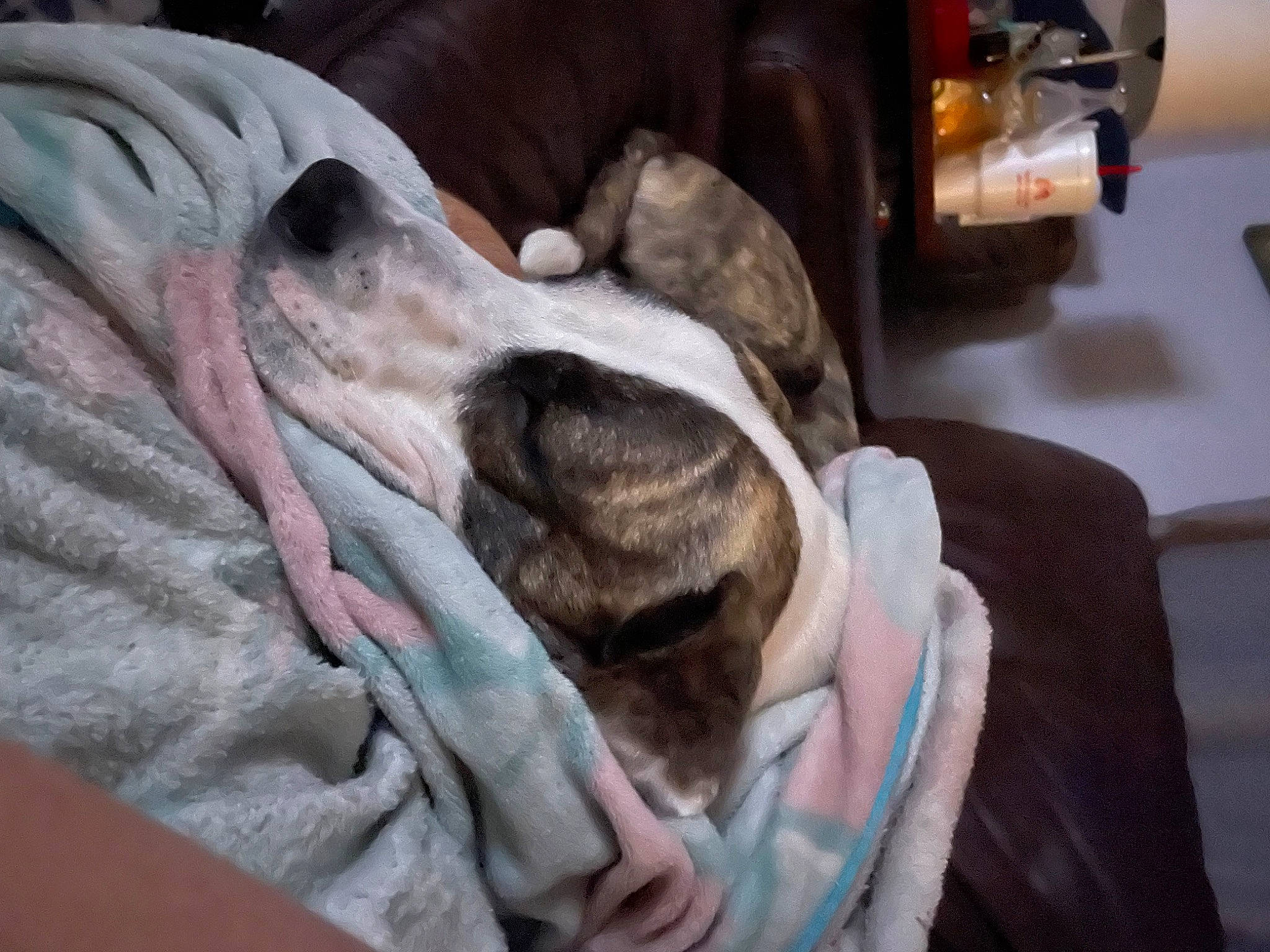 Lexi is registered to the contest to win money with this photo: automotive_exterior, automotive_lighting, automotive_tire, carnivore, comfort, companion_dog, dog, dog_breed, fawn, felidae, fender, fur, great_dane, guard_dog, linens, tire, vehicle_door, wheel, whiskers, working_animal