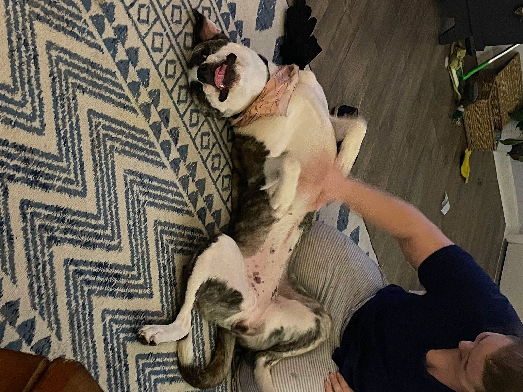 Lexi joined the competition — help win amazing prizes! carnivore, comfort, companion_dog, dog, dog_breed, fawn, felidae, foot, fur, grass, human_leg, pattern, paw, plaid, sitting, small_to_medium_sized_cats, sunglasses, tail, thigh, whiskers