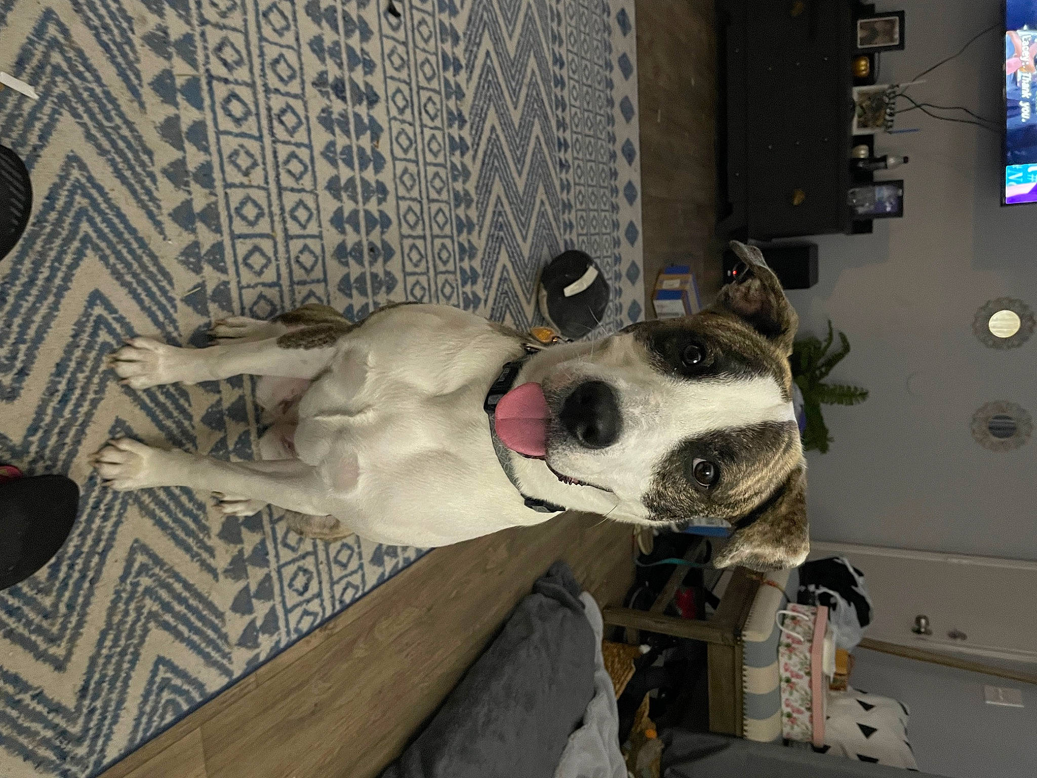 Lexi joined the competition — help win amazing prizes! art, canidae, carnivore, companion_dog, dalmatian, dog, dog_breed, door, eyewear, fawn, machine, metal, personal_protective_equipment, sculpture, snout, sporting_group, statue, television, wood, working_animal