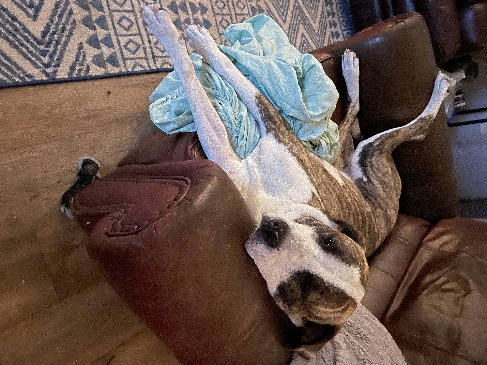 Lexi joined the competition — help win amazing prizes! bag, carnivore, comfort, companion_dog, couch, dog, dog_breed, fawn, felidae, flooring, fur, hardwood, linens, luggage_and_bags, small_to_medium_sized_cats, snout, sporting_group, whiskers, wood, working_animal