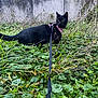 Boulette participe au concours pour gagner de l'argent avec cette photo : cat, black_cat, leash, harness, outdoor, grass, greenery, wall, curious, wide_eyes, pet, animal, whiskers, fur, portrait, ground_level, vegetation, autumn, domestic_cat, walking