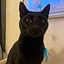 cat, black_cat, pet, indoor, window, curtain, wide_eyes, whiskers, ears, fur, portrait, close_up, curious, feline, toy, feather, home, wall, cozy, looking