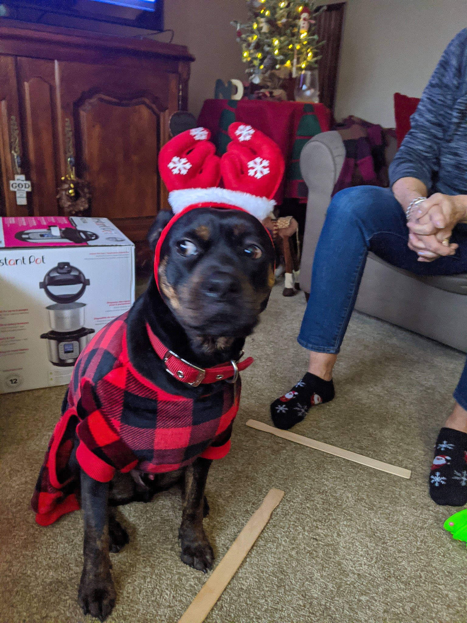 Mojo joined the competition — help win amazing prizes! canidae, carnivore, companion_dog, costume, dog, dog_breed, dog_clothes, fawn, guard_dog, mammal, non_sporting_group, snout, sporting_group, staffordshire_bull_terrier