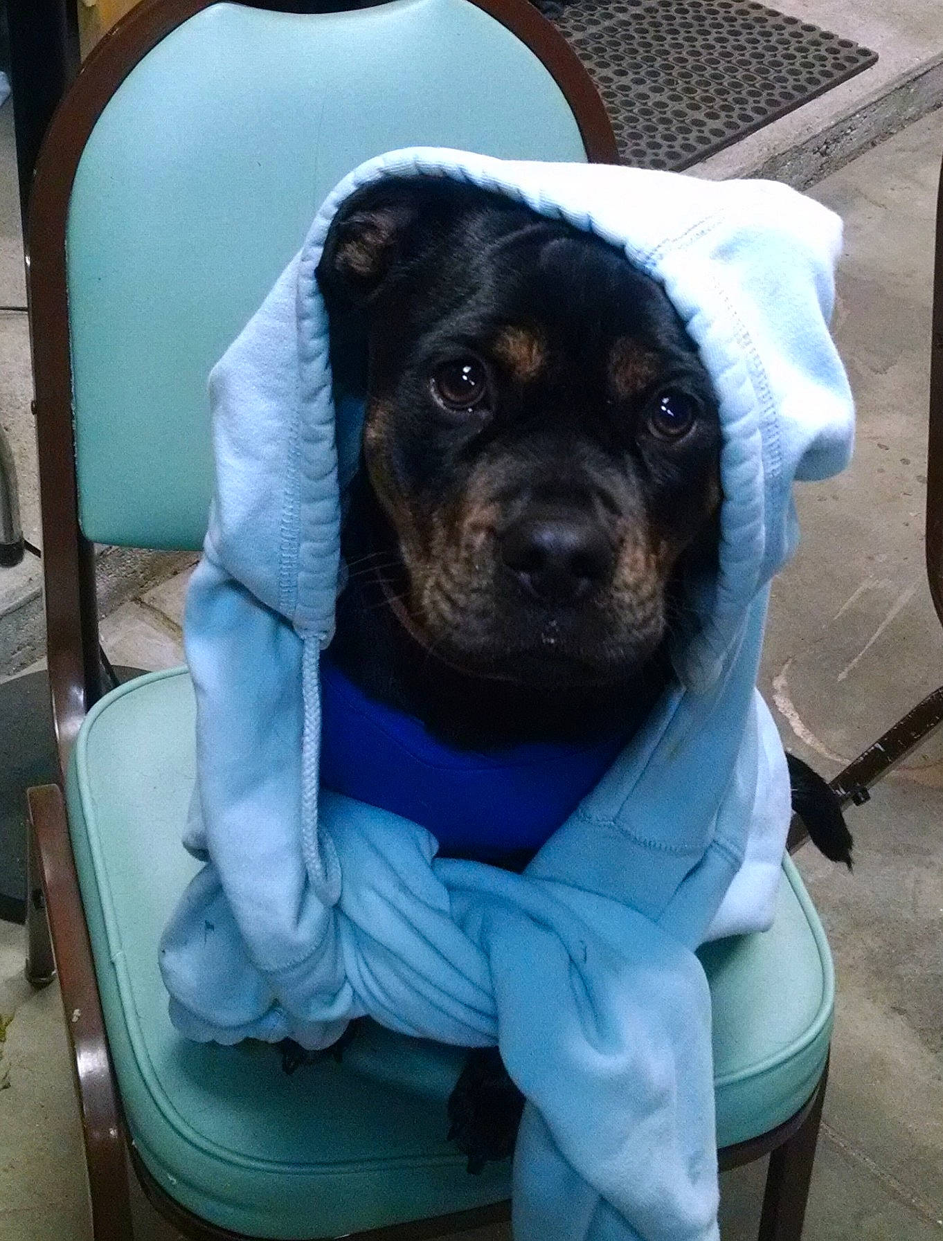 Mojo is registered to the contest to win money with this photo: canidae, carnivore, companion_dog, dog, dog_breed, fawn, mammal, puppy, rottweiler, snout, sporting_group