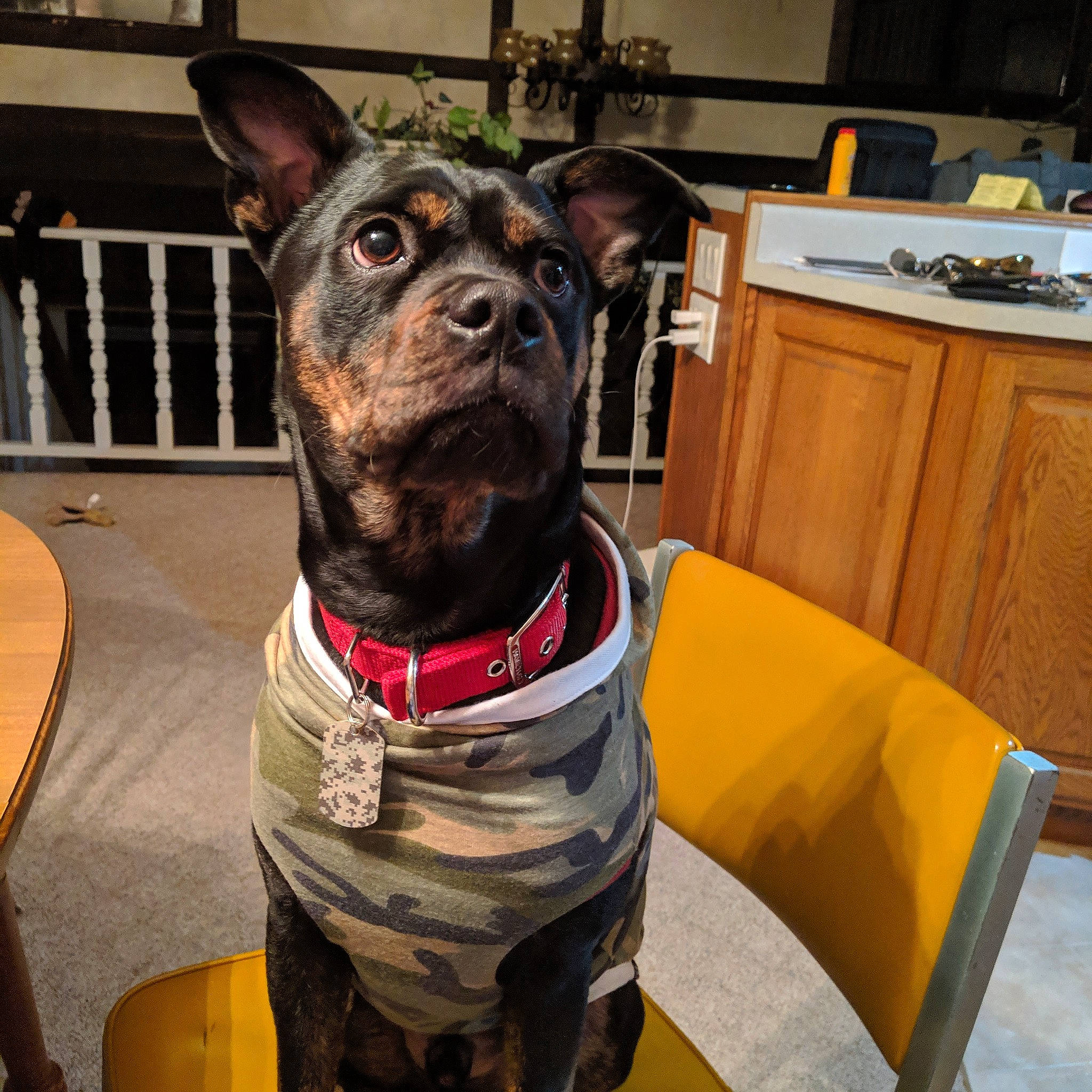 Mojo is registered to the contest to win money with this photo: canidae, carnivore, collar, companion_dog, dog, dog_breed, dog_collar, mammal, non_sporting_group, rare_breed_dog, snout