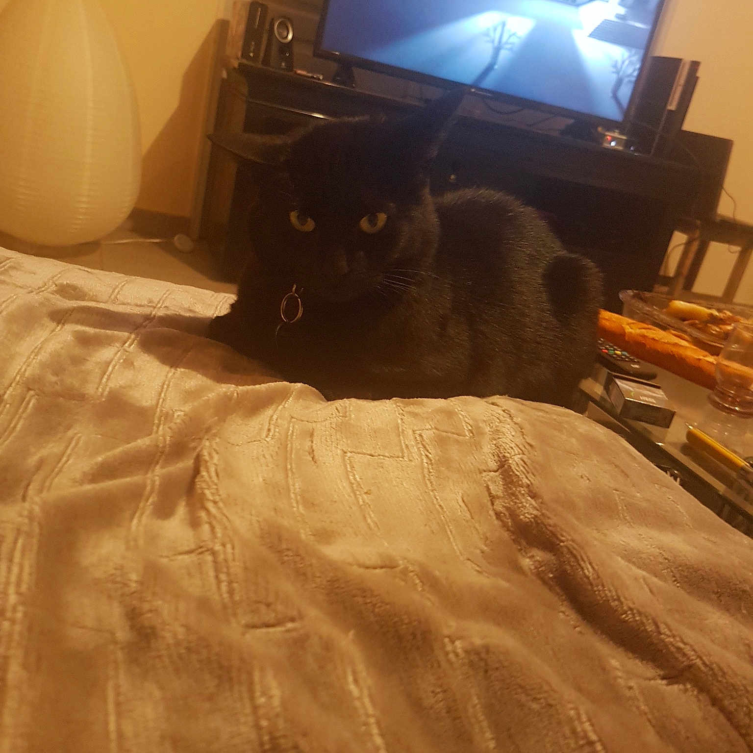 Salem a rejoint le concours — aidez-le/la à gagner de superbes lots ! bed, carnivoran, cat, cat_like_mammal, floor, flooring, hardwood, kitten, laminate_flooring, mammal, room, small_to_medium_sized_cats, whiskers, wood, wood_flooring