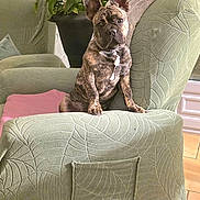 Angel participe au concours pour gagner de l'argent avec cette photo : armchair, blanket, cozy, curious, dog, ears_up, french_bulldog, furniture, green, indoor, lamp, lighting, pet, pink, plant, pot, puppy, texture, tile_floor, wall