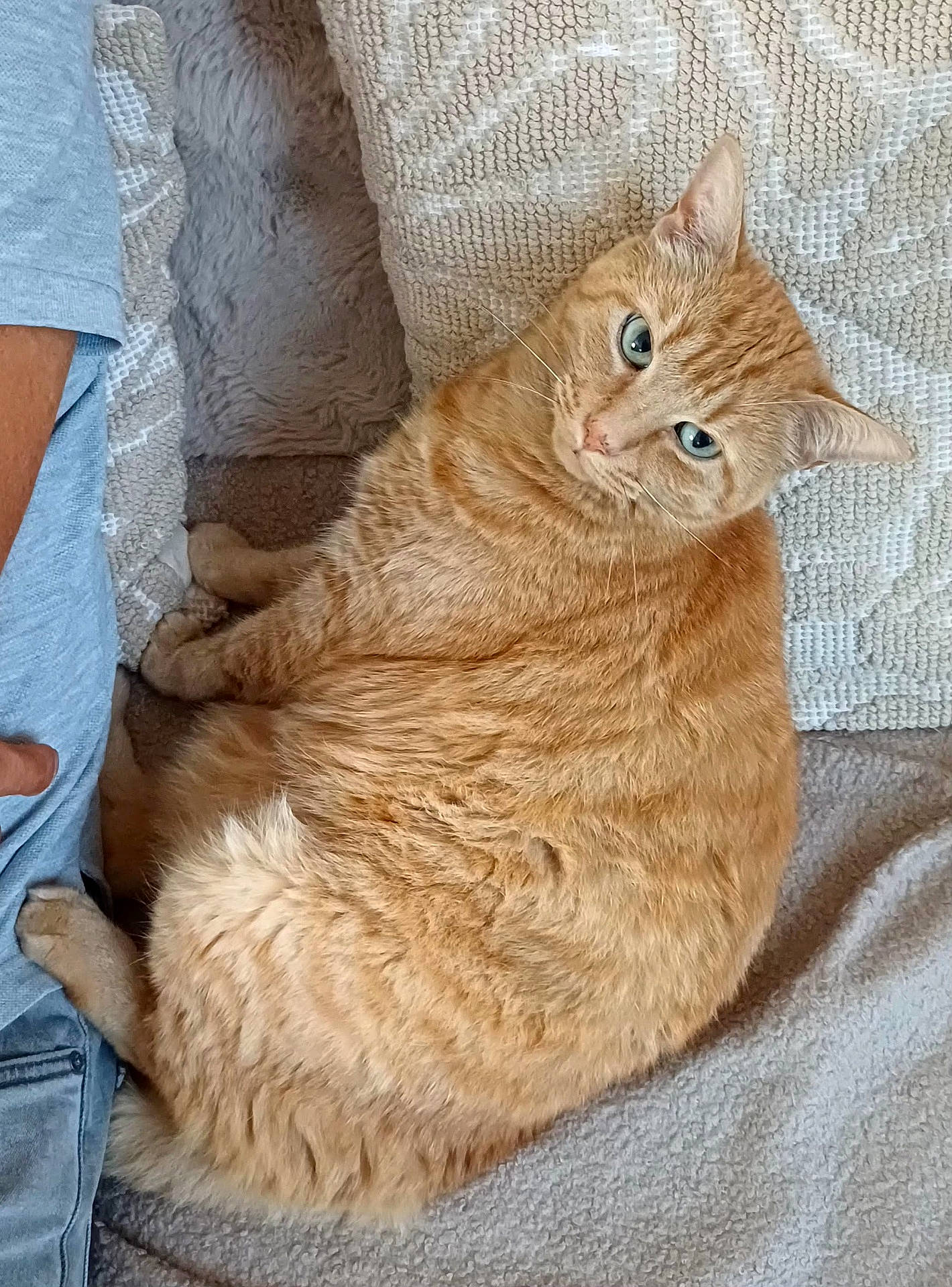 Chipie a rejoint le concours — aidez-le/la à gagner de superbes lots ! animal, blanket, cat, couch, cozy, ears, feline, fluffy, fur, ginger_cat, green_eyes, indoor, lying_down, orange_cat, person, pet, portrait, relaxed, sleeping_area, whiskers