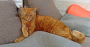 Chipie a rejoint le concours — aidez-le/la à gagner de superbes lots ! animal, cat, comfortable, couch, cozy, cushion, cute, feline, fur, ginger_cat, home, indoor, mammal, orange, pet, relaxed, resting, tabby, tail, whiskers
