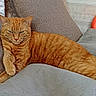 animal, cat, comfortable, couch, cozy, cushion, cute, feline, fur, ginger_cat, home, indoor, mammal, orange, pet, relaxed, resting, tabby, tail, whiskers