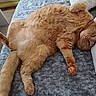 Chipie a rejoint le concours — aidez-le/la à gagner de superbes lots ! animal, blanket, cat, comfort, cozy, cute, feline, fluffy, fur, home, indoor, lying_down, orange_cat, paw, pet, relaxed, resting, sleepy, tabby, whiskers