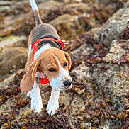 Automne participe au concours pour gagner de l'argent avec cette photo : animal, beagle, brown, closeup, curious, dog, ears, fur, ground, nature, outdoor, pet, puppy, red_harness, rocks, seaweed, sniffing, tail, walking, white