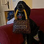 Luna is registered to the contest to win money with this photo: dog, black_dog, plush_bag, red_couch, indoor, pet, canine, toy, sitting, funny, luxury_parody, home, collar, furniture, playful, animal, domestic, comfort, cute, pet_accessory