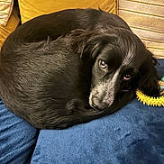 Luna joined the competition — help win amazing prizes! dog, black_dog, curled_up, blue_cushion, yellow_pillow, indoor, pet, canine, resting, cozy, fur, looking_up, chew_toy, soft_texture, domestic_animal, companion, relaxed, cute, animal, sleepy